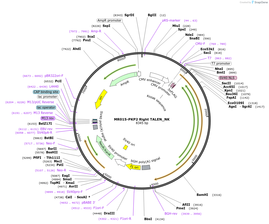 49480-plasmid-map-sequence-id-73770