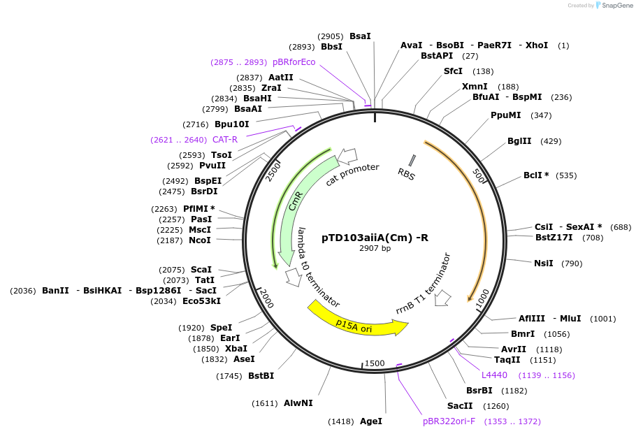 48888-plasmid-map-sequence-id-73806