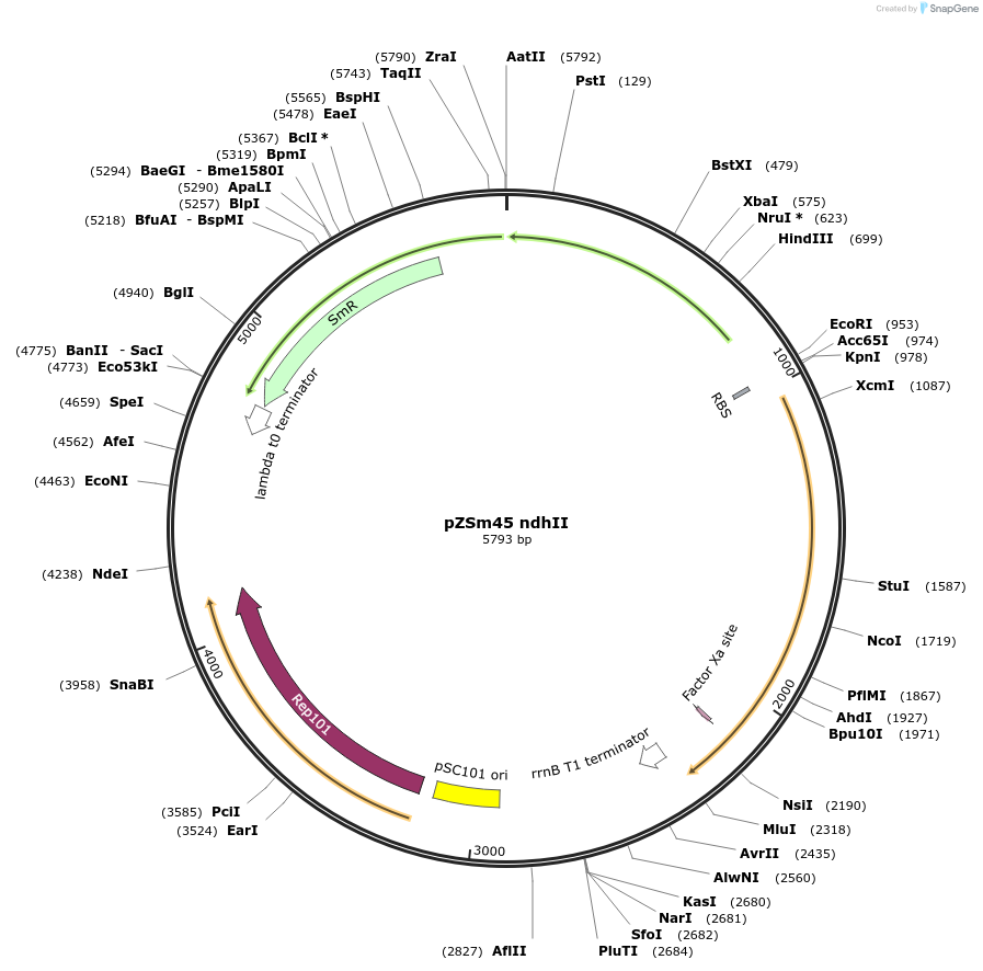 48889-plasmid-map-sequence-id-73807