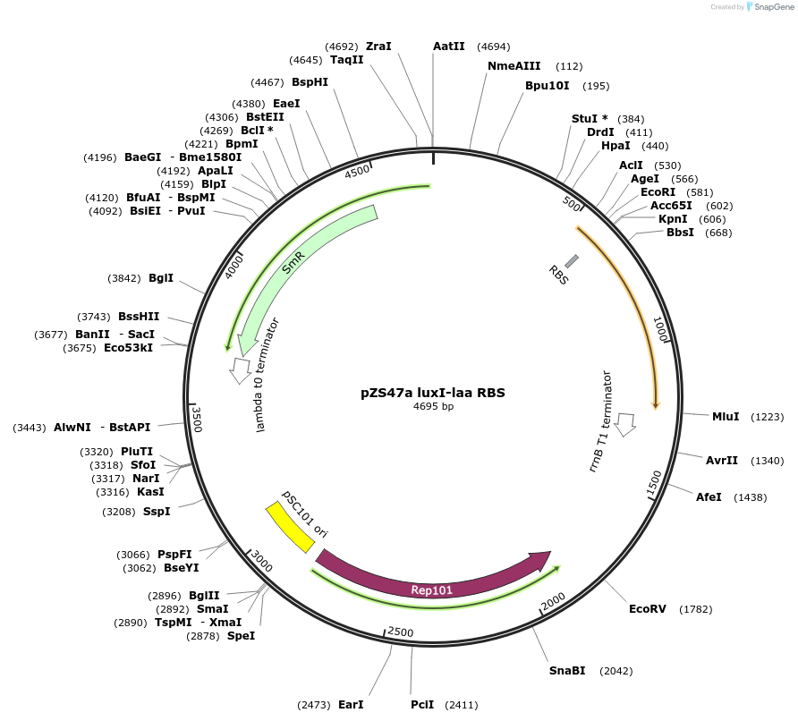48892-plasmid-map-sequence-id-73812