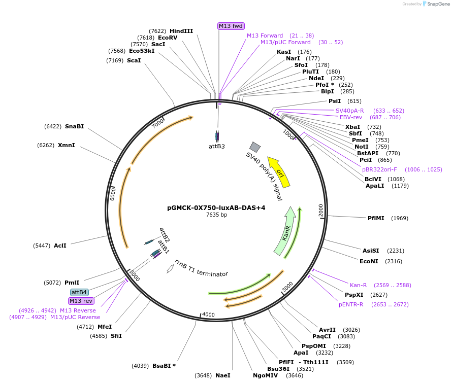 49517-plasmid-map-sequence-id-73889