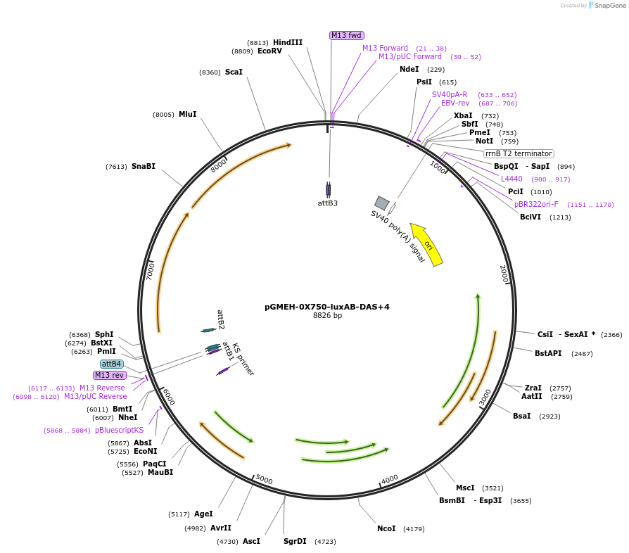 49519-plasmid-map-sequence-id-73898