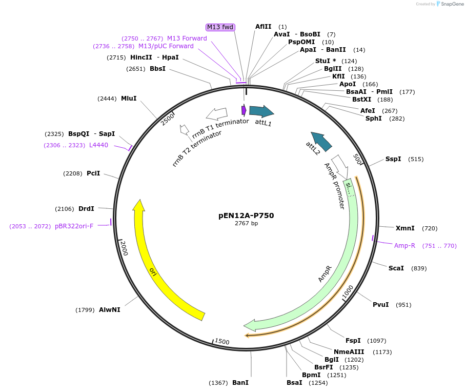 49525-plasmid-map-sequence-id-73917