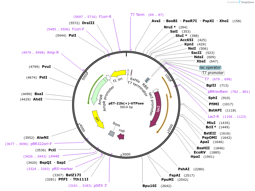 12667-plasmid-map-sequence-id-7394