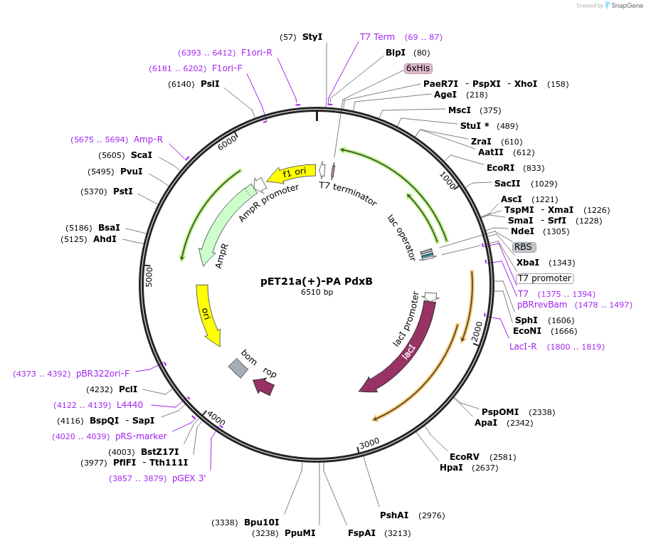 12668-plasmid-map-sequence-id-7395