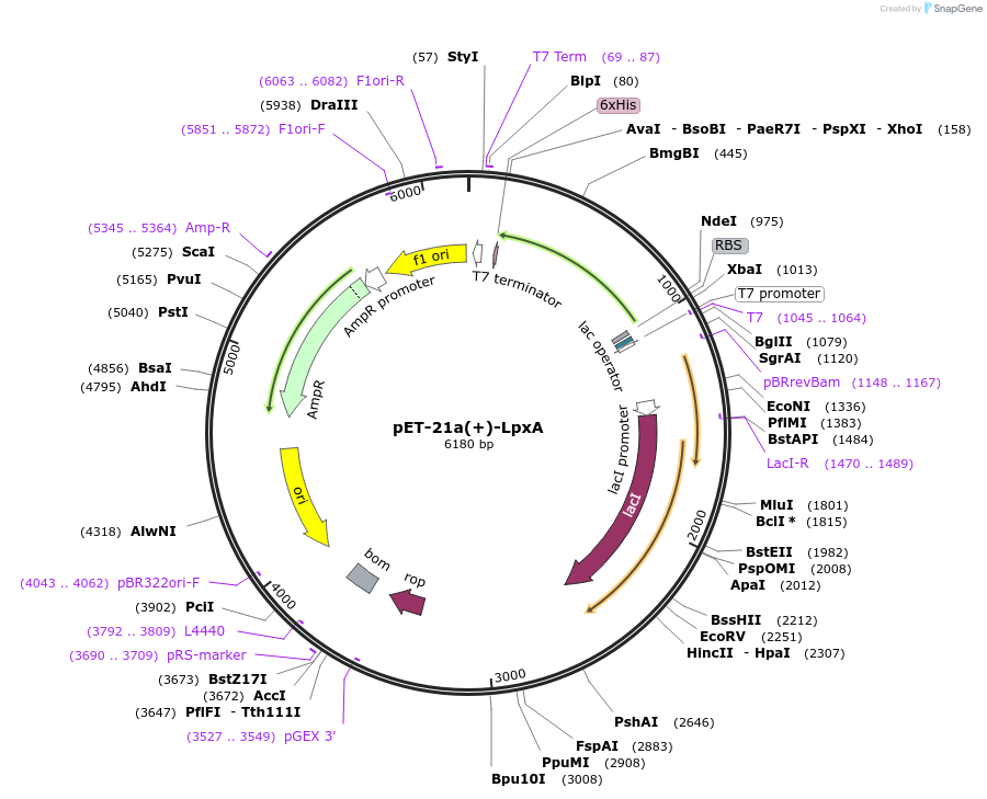 12684-plasmid-map-sequence-id-7407