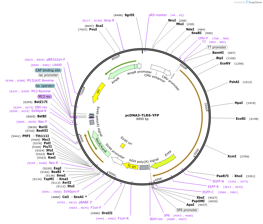 13020-plasmid-map-sequence-id-7420