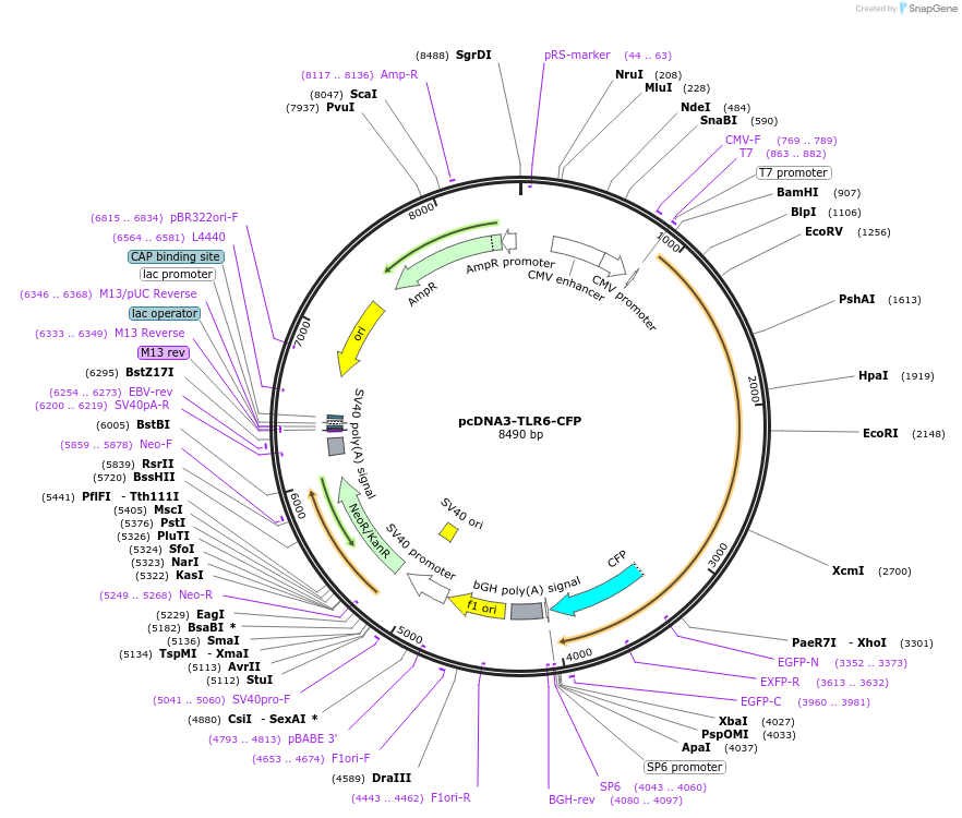 13021-plasmid-map-sequence-id-7421