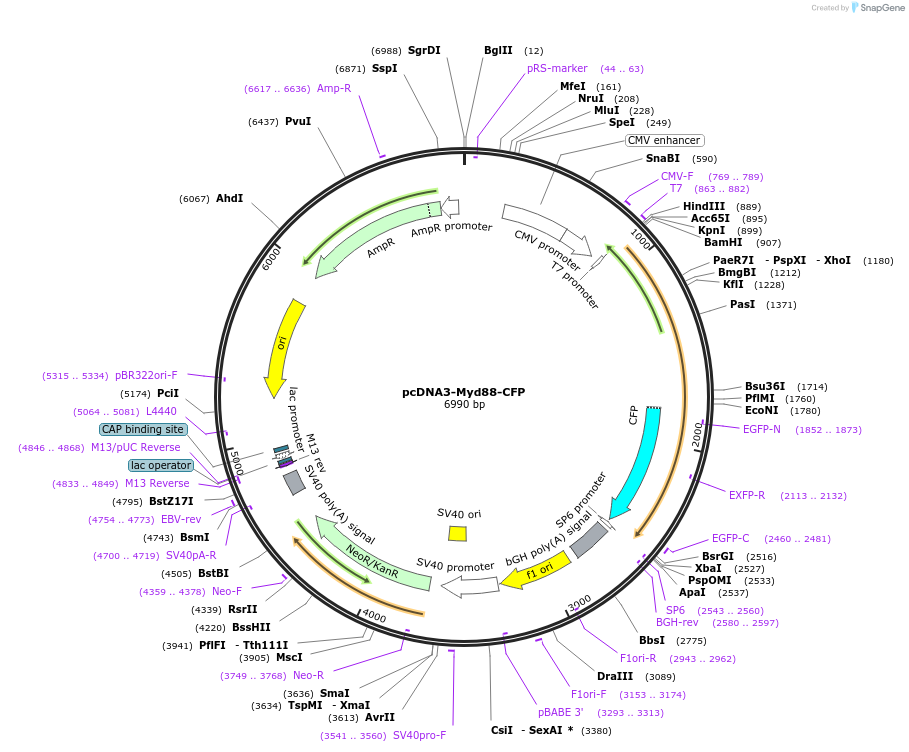 13026-plasmid-map-sequence-id-7424