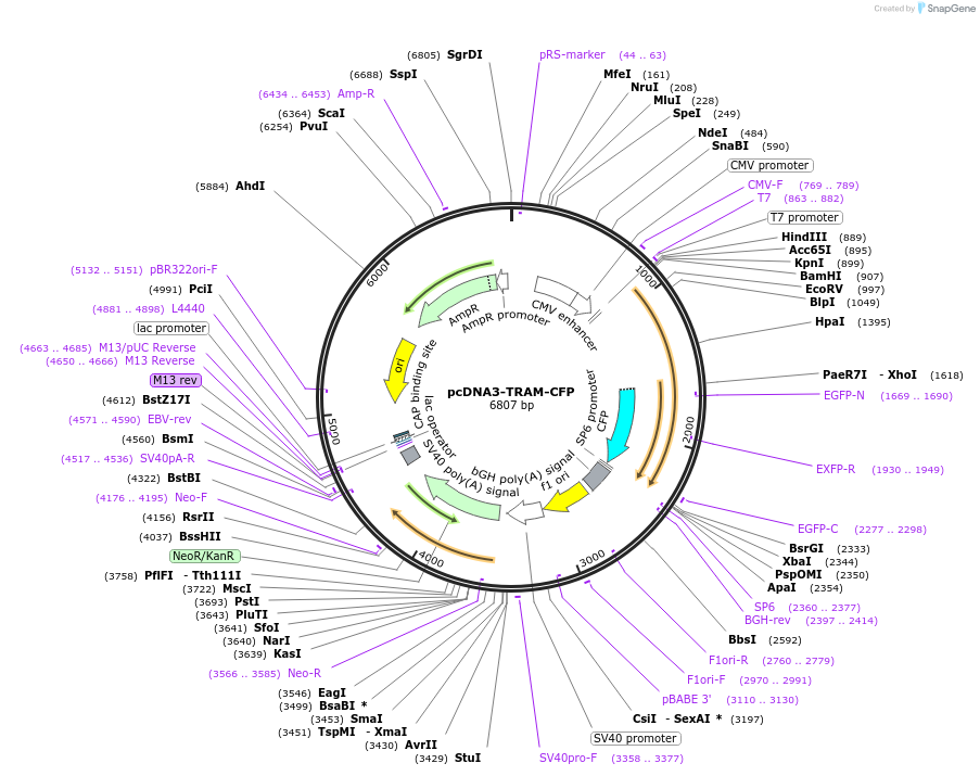 13027-plasmid-map-sequence-id-7425
