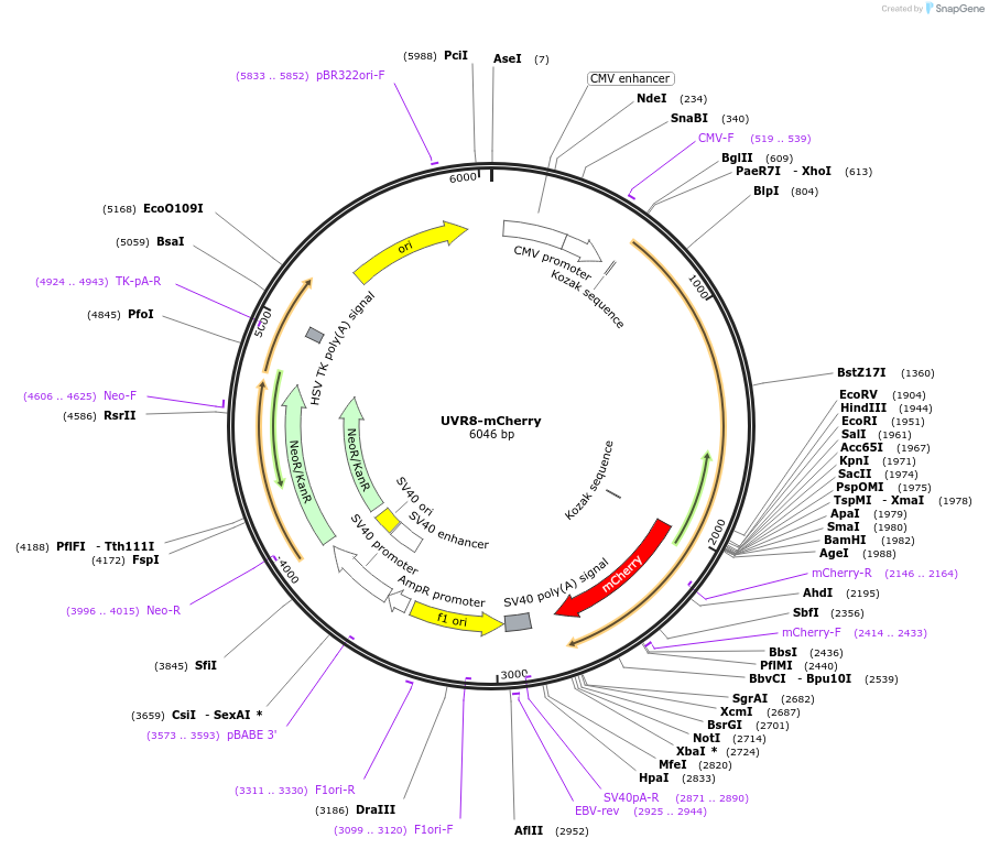 49804-plasmid-map-sequence-id-74290