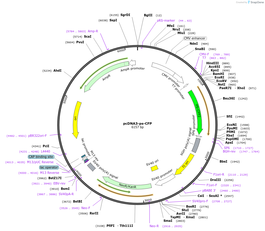 13034-plasmid-map-sequence-id-7430