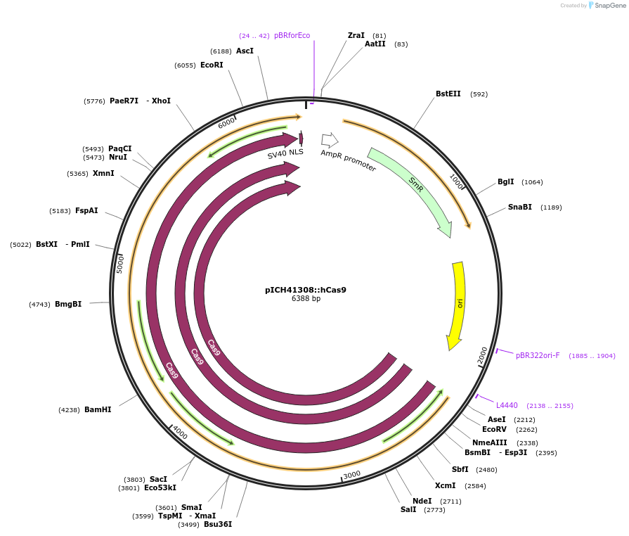 49770-plasmid-map-sequence-id-74307