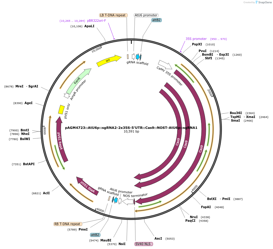 49772-plasmid-map-sequence-id-74310