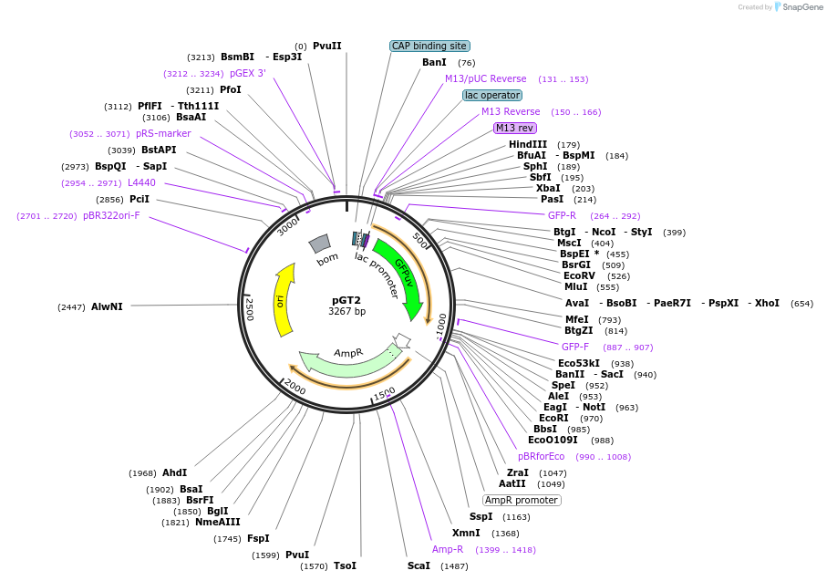 13056-plasmid-map-sequence-id-7434