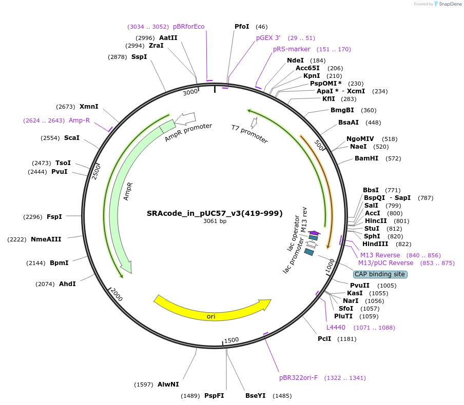 49824-plasmid-map-sequence-id-74346