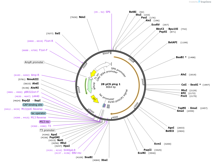 13059-plasmid-map-sequence-id-7436
