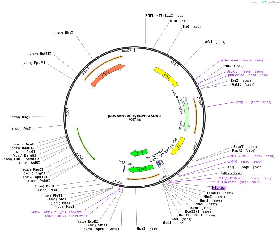 49863-plasmid-map-sequence-id-74361