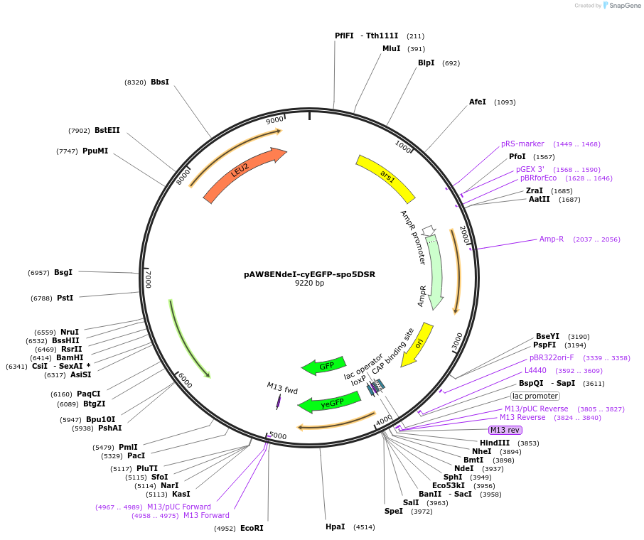49867-plasmid-map-sequence-id-74365