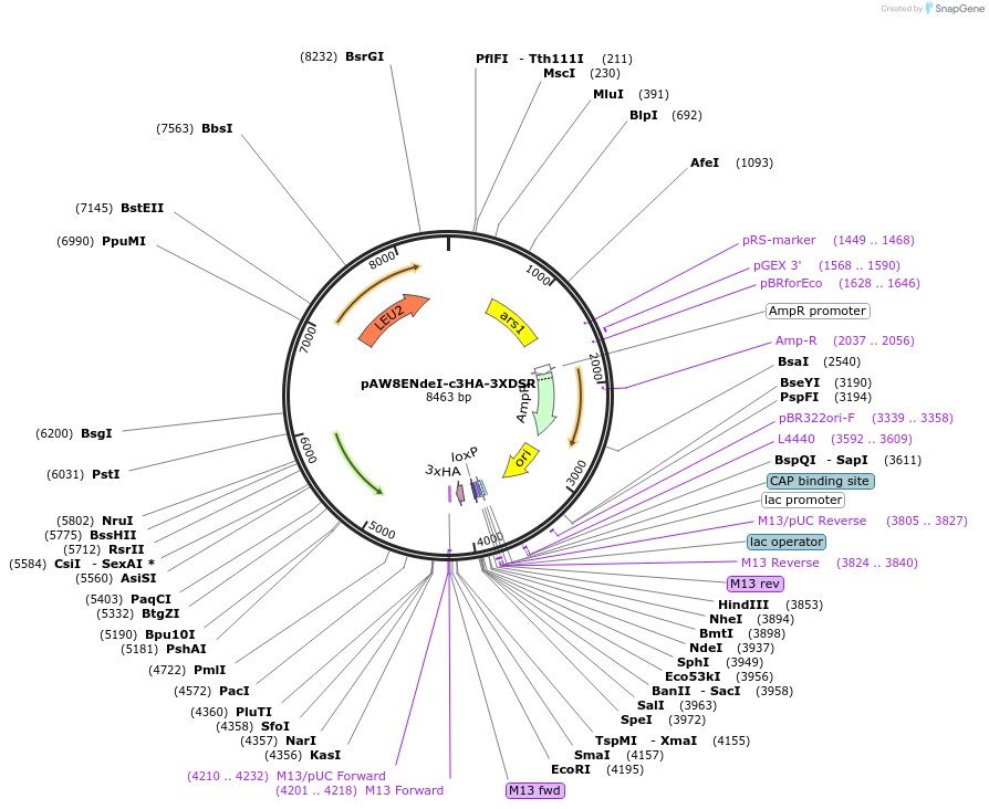 49868-plasmid-map-sequence-id-74366