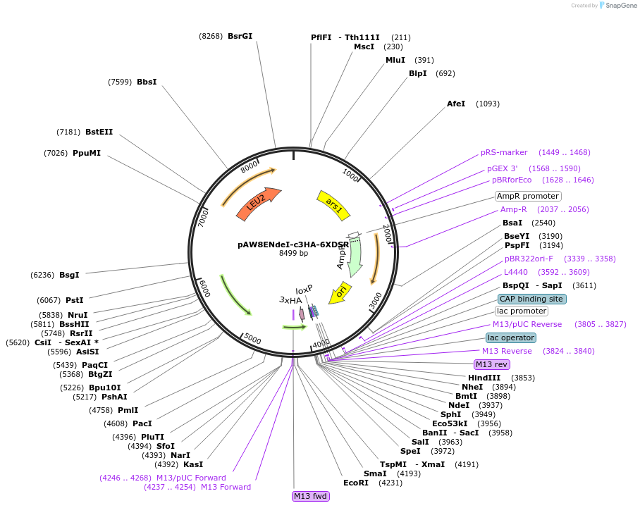 49870-plasmid-map-sequence-id-74368