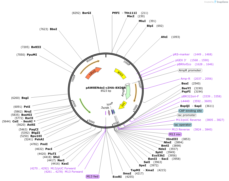 49871-plasmid-map-sequence-id-74369