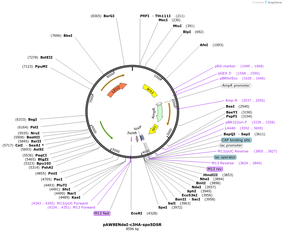 49872-plasmid-map-sequence-id-74370