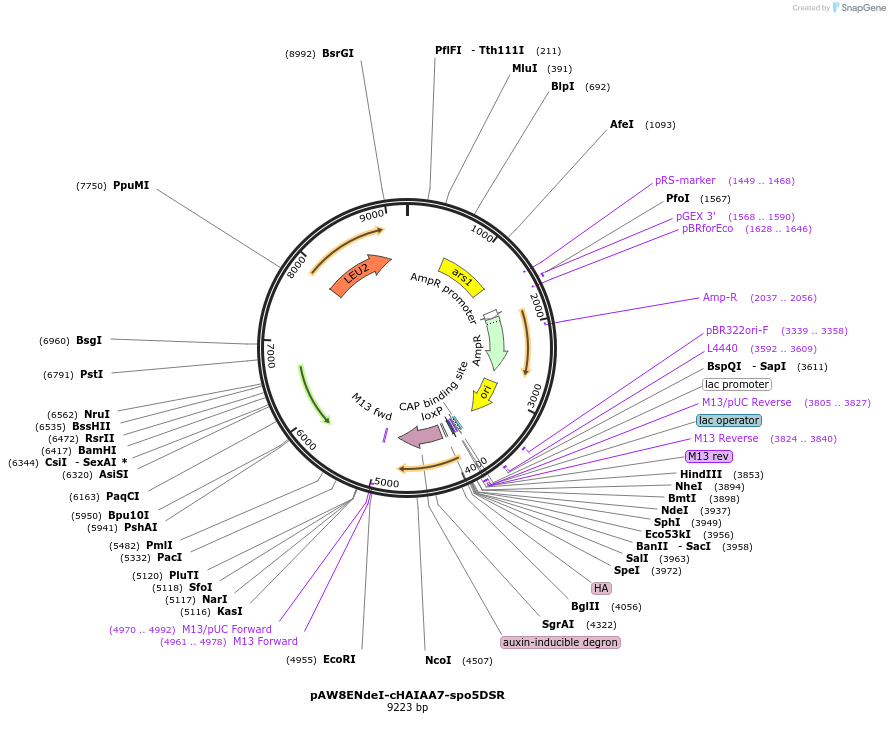 49873-plasmid-map-sequence-id-74371
