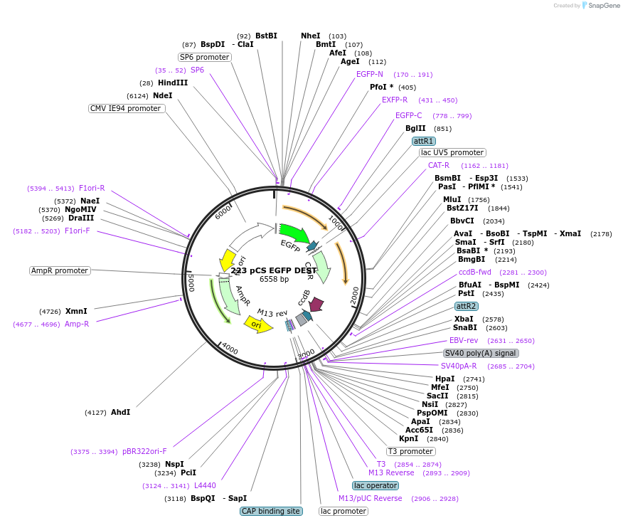 13071-plasmid-map-sequence-id-7441