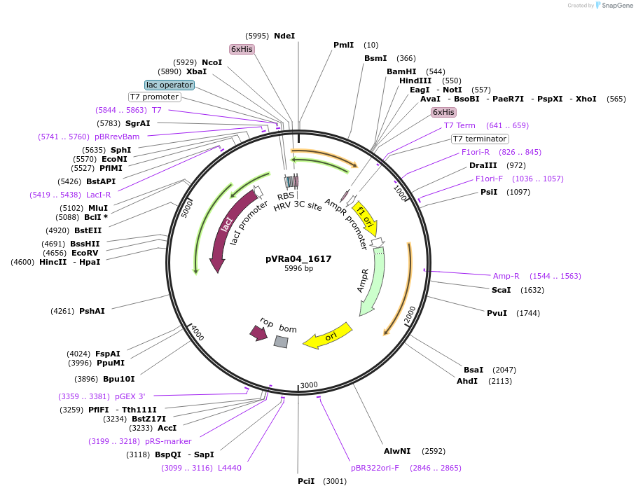 49658-plasmid-map-sequence-id-74428