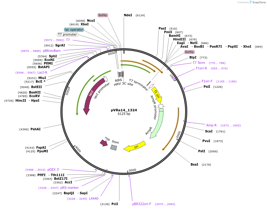 49665-plasmid-map-sequence-id-74438