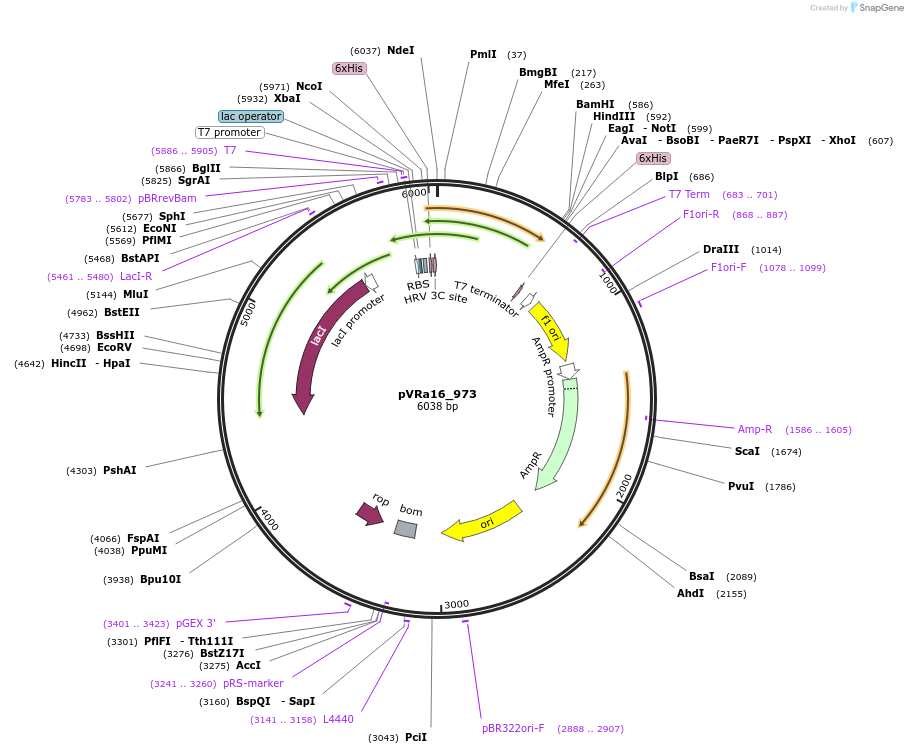 49669-plasmid-map-sequence-id-74442