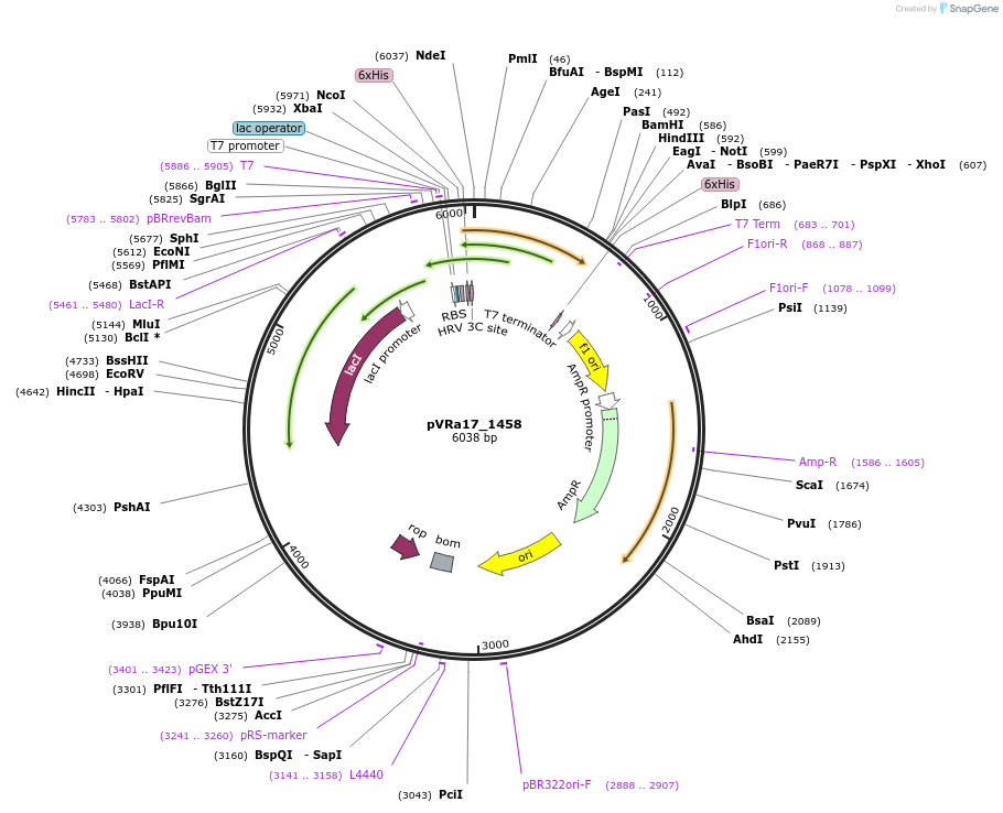 49671-plasmid-map-sequence-id-74444