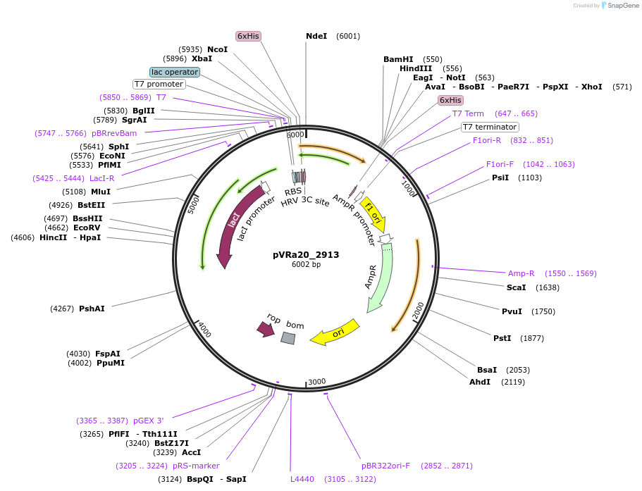 49674-plasmid-map-sequence-id-74452