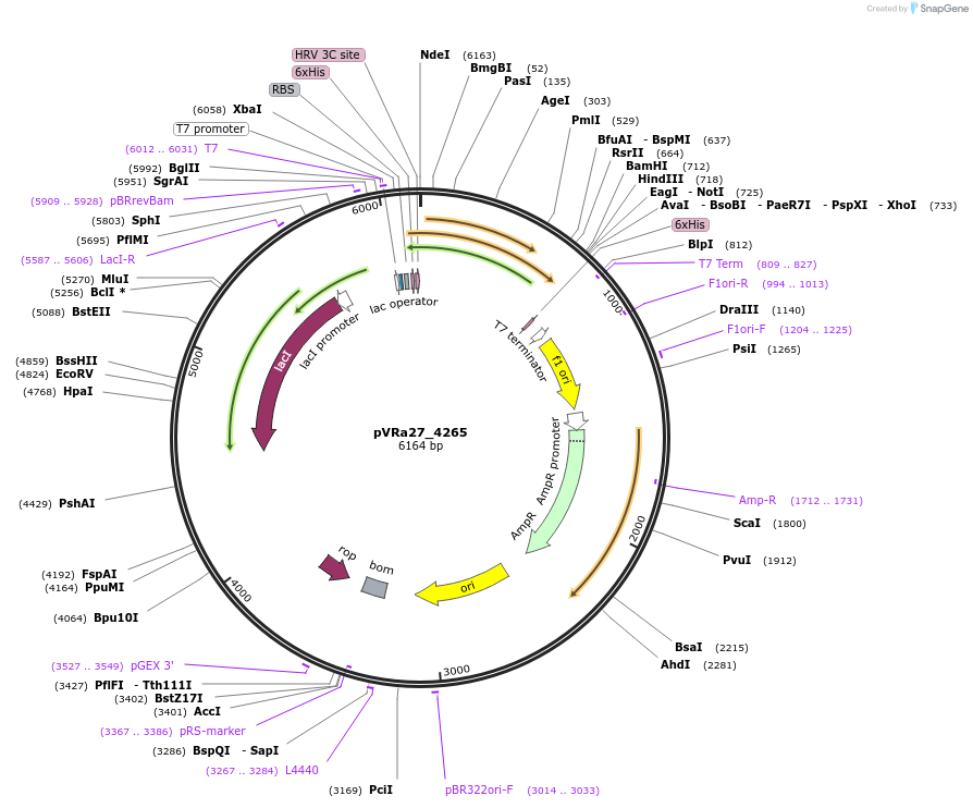 49682-plasmid-map-sequence-id-74464