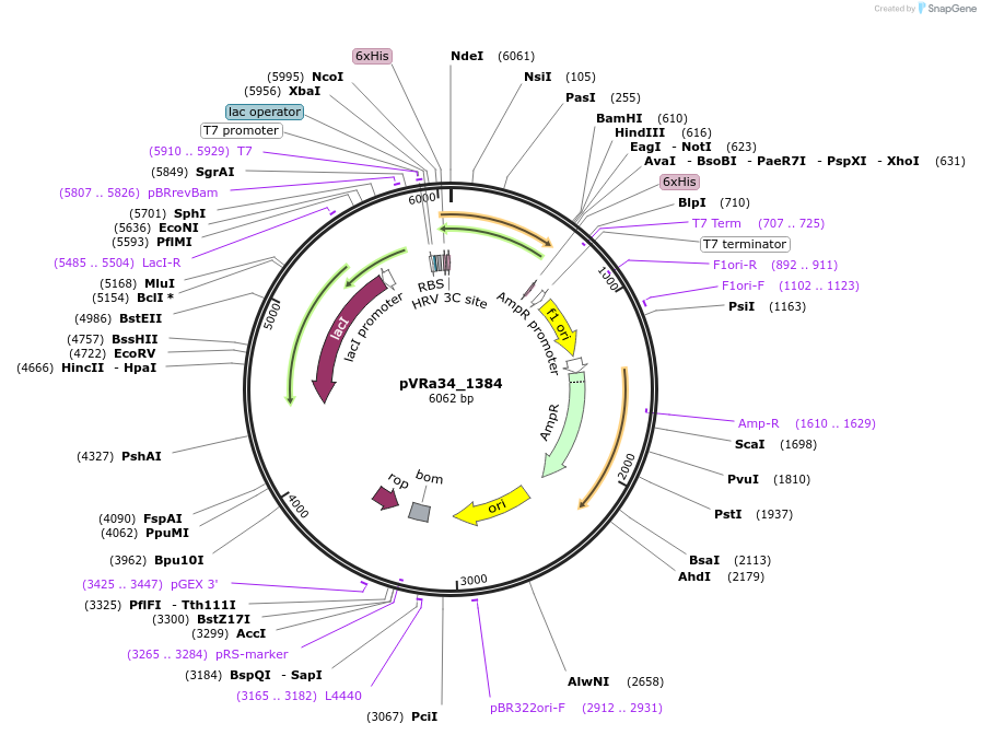 49693-plasmid-map-sequence-id-74483