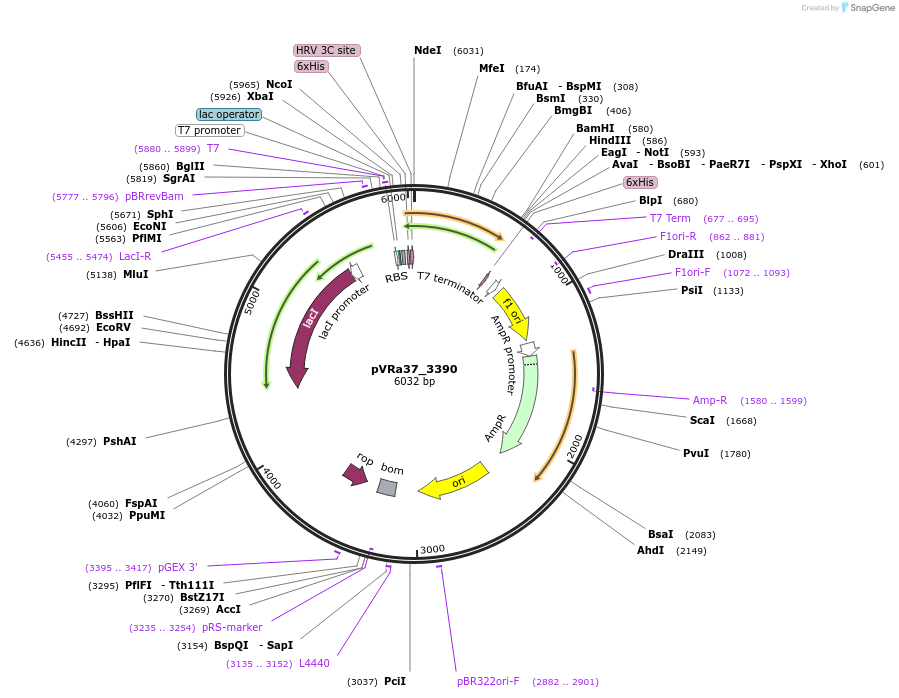 49697-plasmid-map-sequence-id-74488