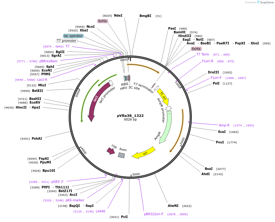 49698-plasmid-map-sequence-id-74489