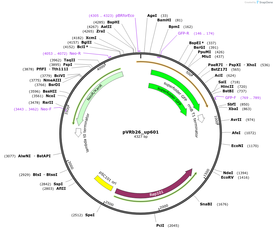 49718-plasmid-map-sequence-id-74515