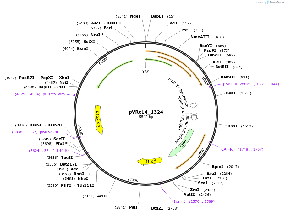 49734-plasmid-map-sequence-id-74541