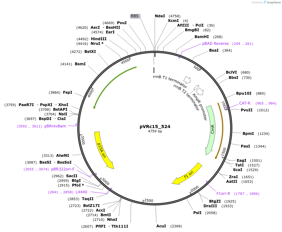 49736-plasmid-map-sequence-id-74543