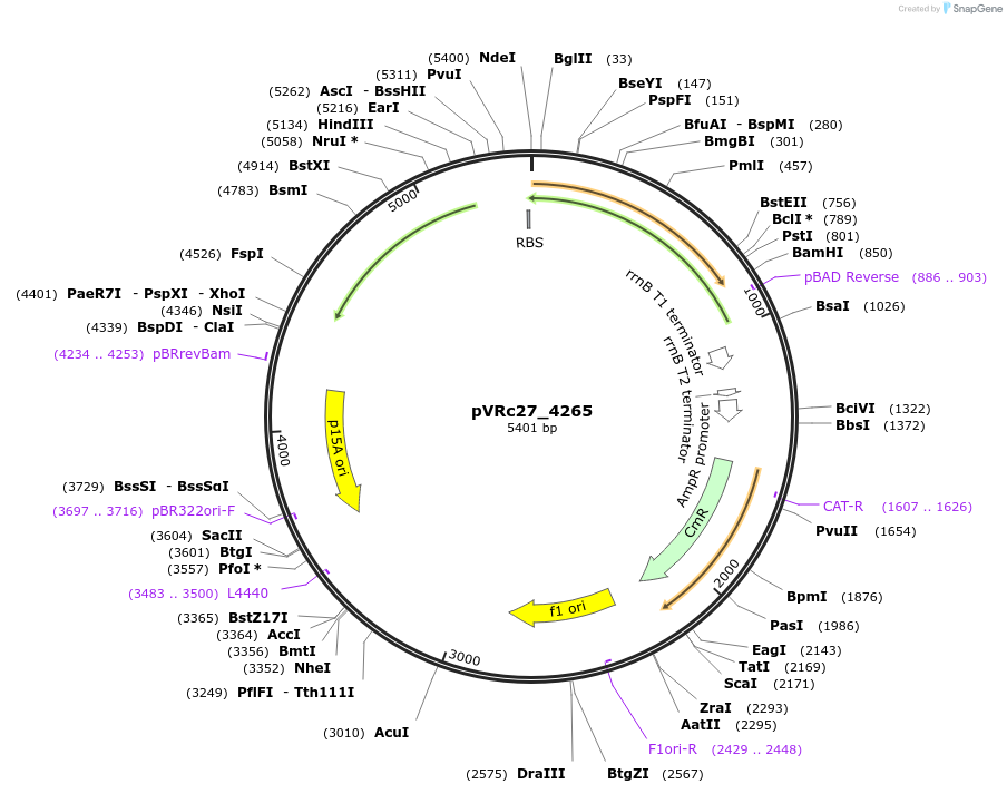 49745-plasmid-map-sequence-id-74552