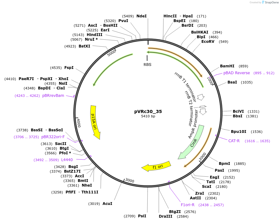 49746-plasmid-map-sequence-id-74553