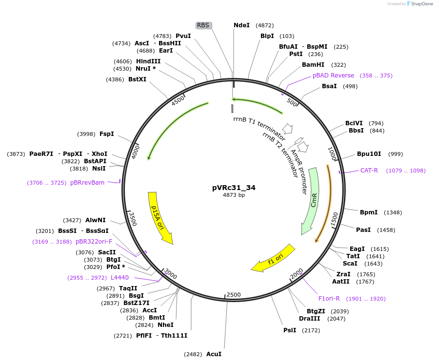 49747-plasmid-map-sequence-id-74554