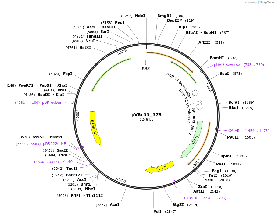 49748-plasmid-map-sequence-id-74555