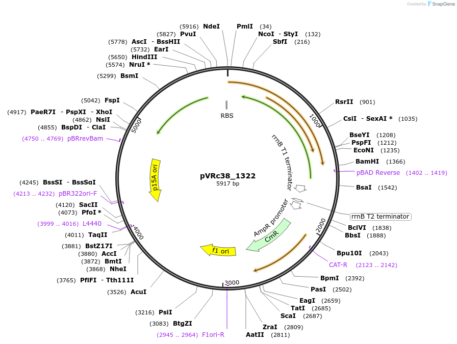 49752-plasmid-map-sequence-id-74559