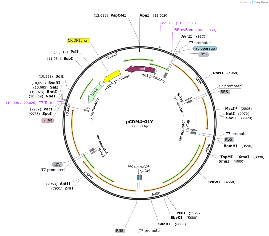 49808-plasmid-map-sequence-id-74623