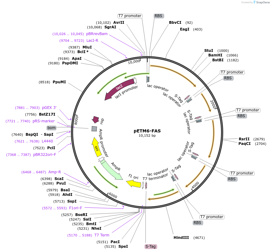 49810-plasmid-map-sequence-id-74625