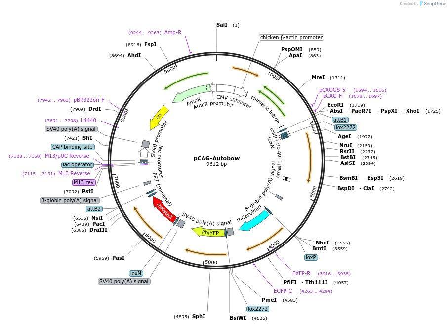 45182-plasmid-map-sequence-id-74660