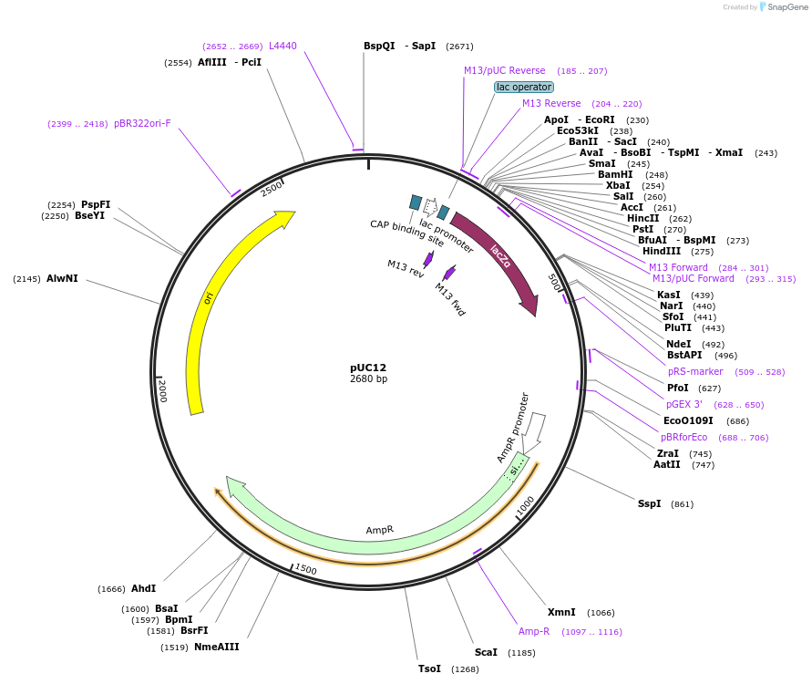 50002-plasmid-map-sequence-id-74673